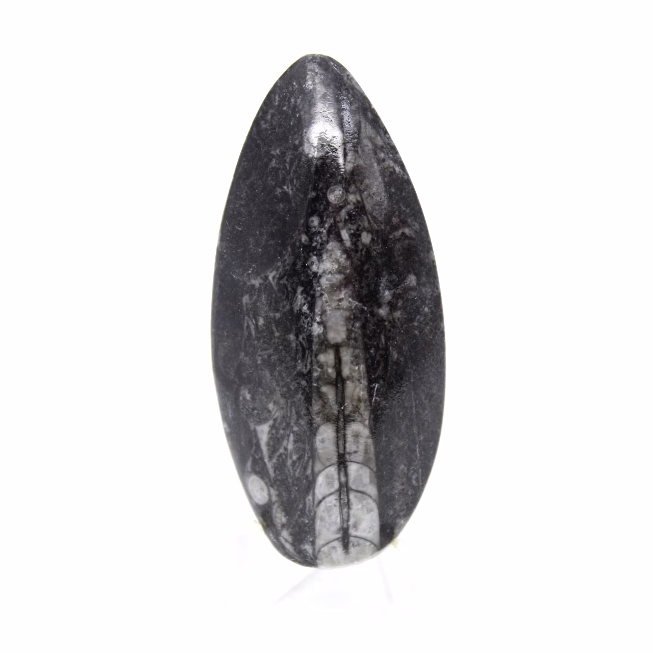 Orthocéras fossile