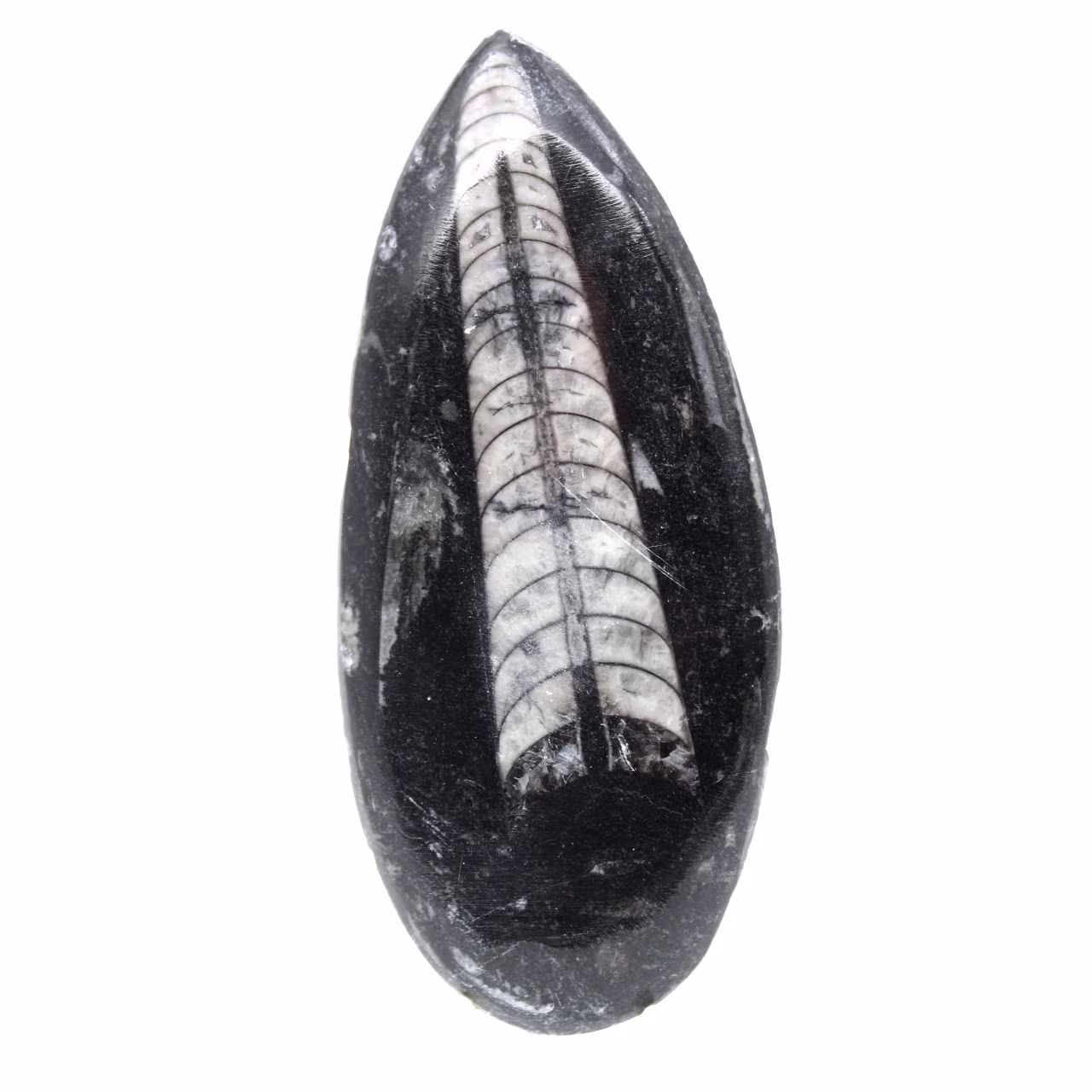 Orthocéras fossile du Maroc