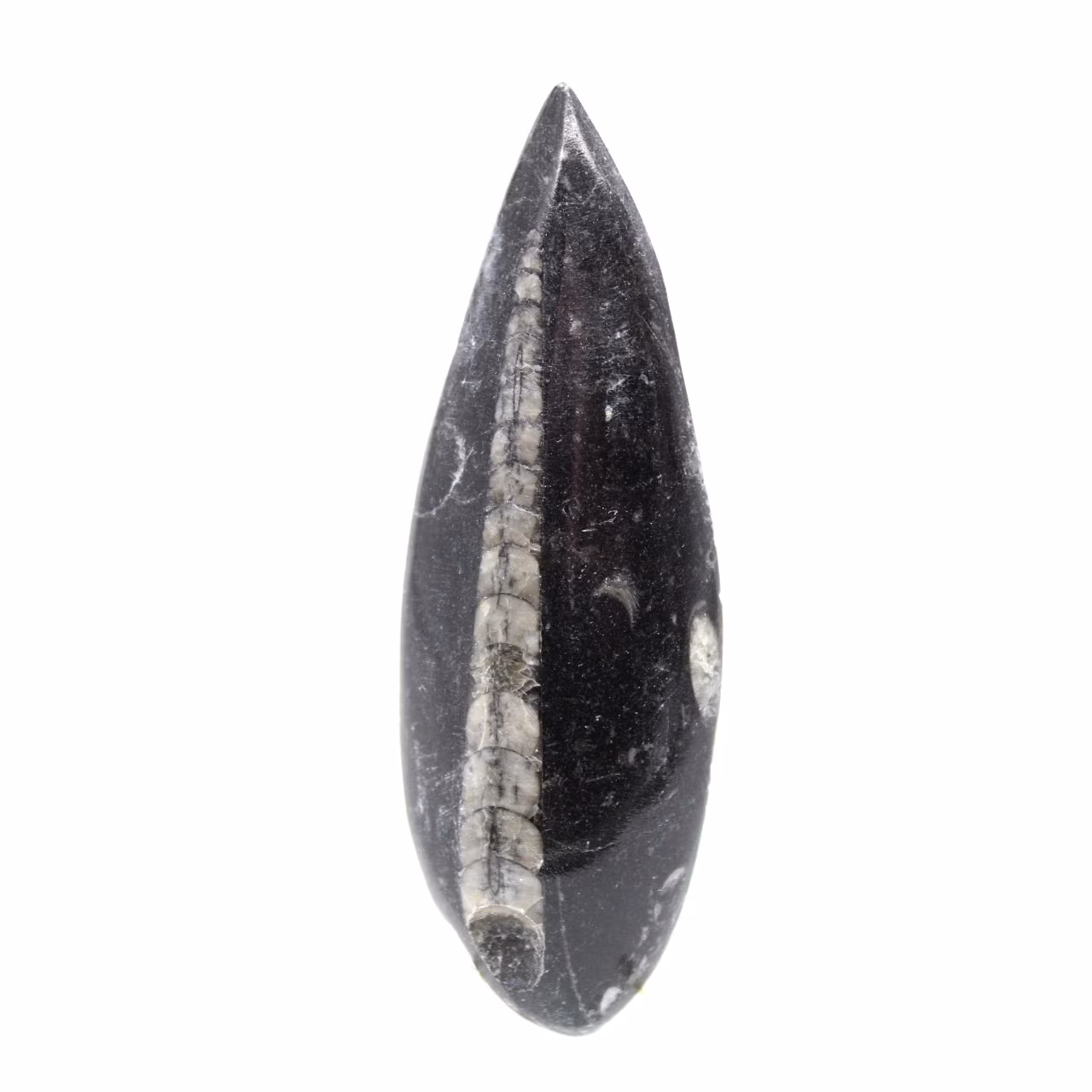 Orthocéras fossile