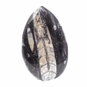 Orthocéras fossile du Maroc
