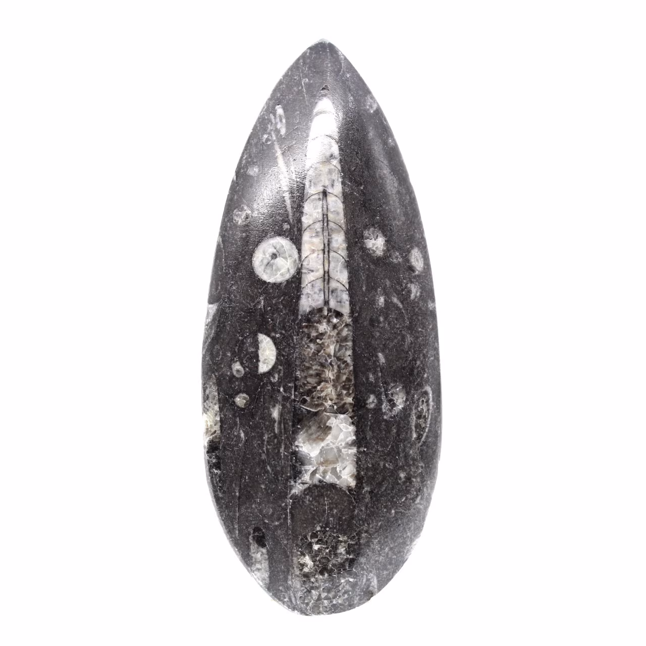 Orthocéras fossile