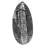 Orthocéras fossile du Maroc