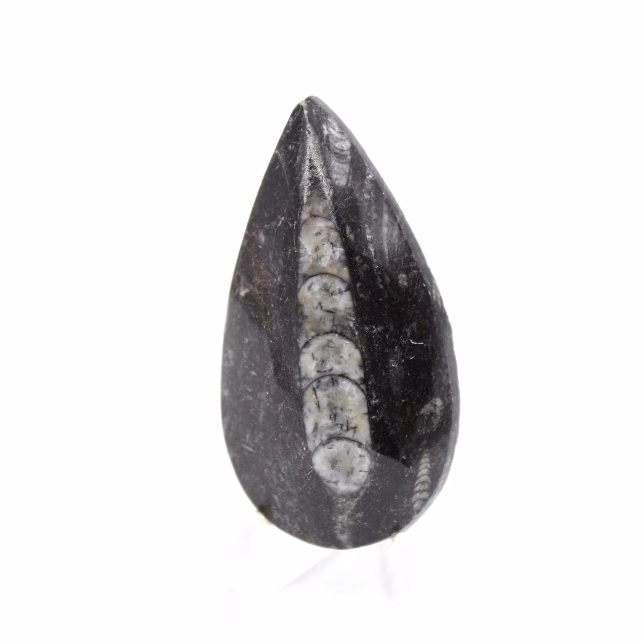 Orthocéras fossile