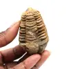 Trilobite fossile - 0