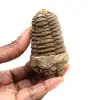 Trilobite fossile - 0