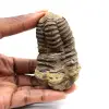 Trilobite fossile - 0