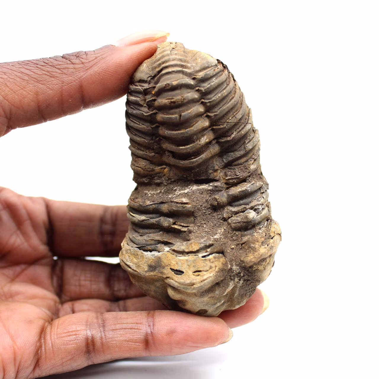 Trilobite fossile