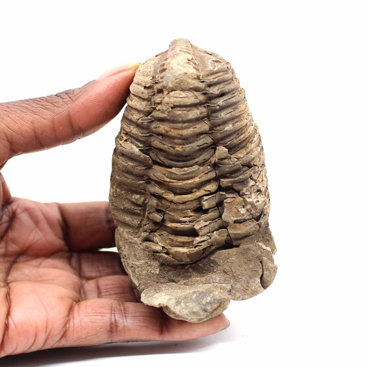 Trilobite fossile