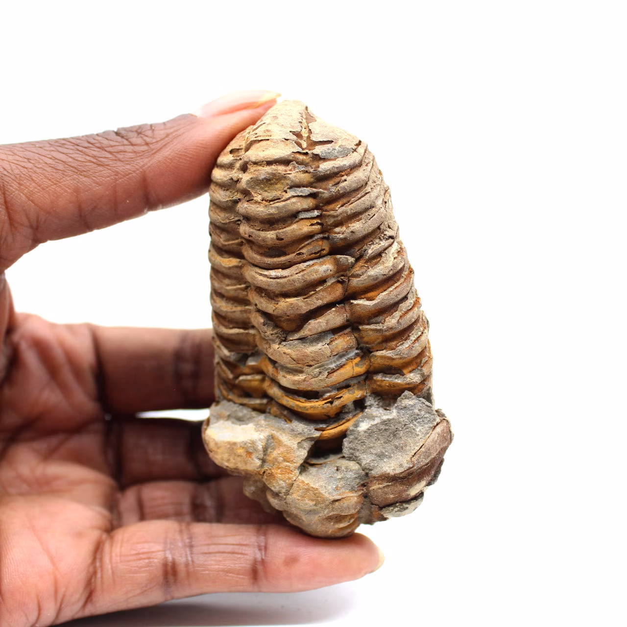 Trilobite fossile