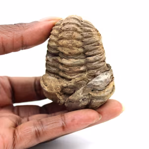 Trilobite fossile