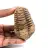 Trilobite fossile