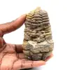 Trilobite fossile - 0