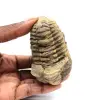 Trilobite fossile - 0