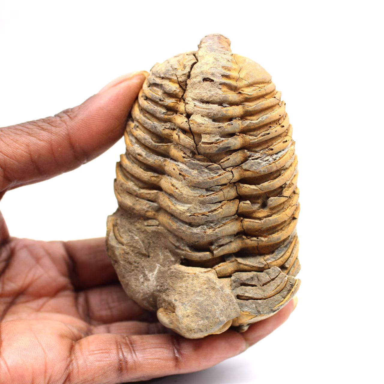 Trilobite fossile