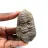 Trilobite fossile