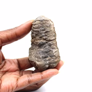 Trilobite fossile