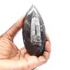 Orthocéras fossile du Maroc - 1