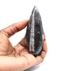 Orthocéras fossile - 1