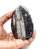 Orthocéras fossile du Maroc - 1