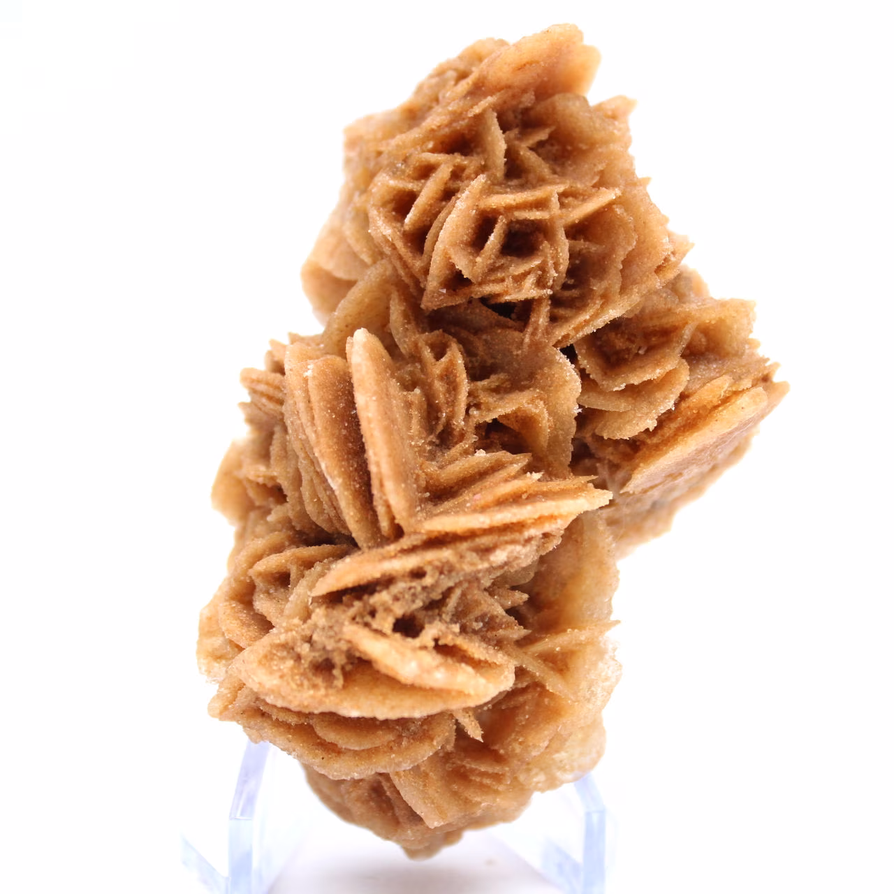 Rose des sables naturelle de Tunisie
