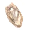 Ornement bois pétrifié tranche polie, pièce de collection, Madagascar - 3