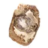 Ornement bois pétrifié tranche polie, pièce de collection, Madagascar - 4