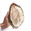 Bois pétrifié (tranche), pièce de collection polie, fossile de Madagascar - 0