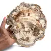Tranche de bois pétrifié poli, fossile d'arbre, collection Madagascar - 0