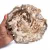 Grande tranche de bois fossilisé poli, ornement unique, Madagascar
