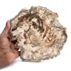 Grande tranche de bois fossilisé poli, ornement unique, Madagascar - 0