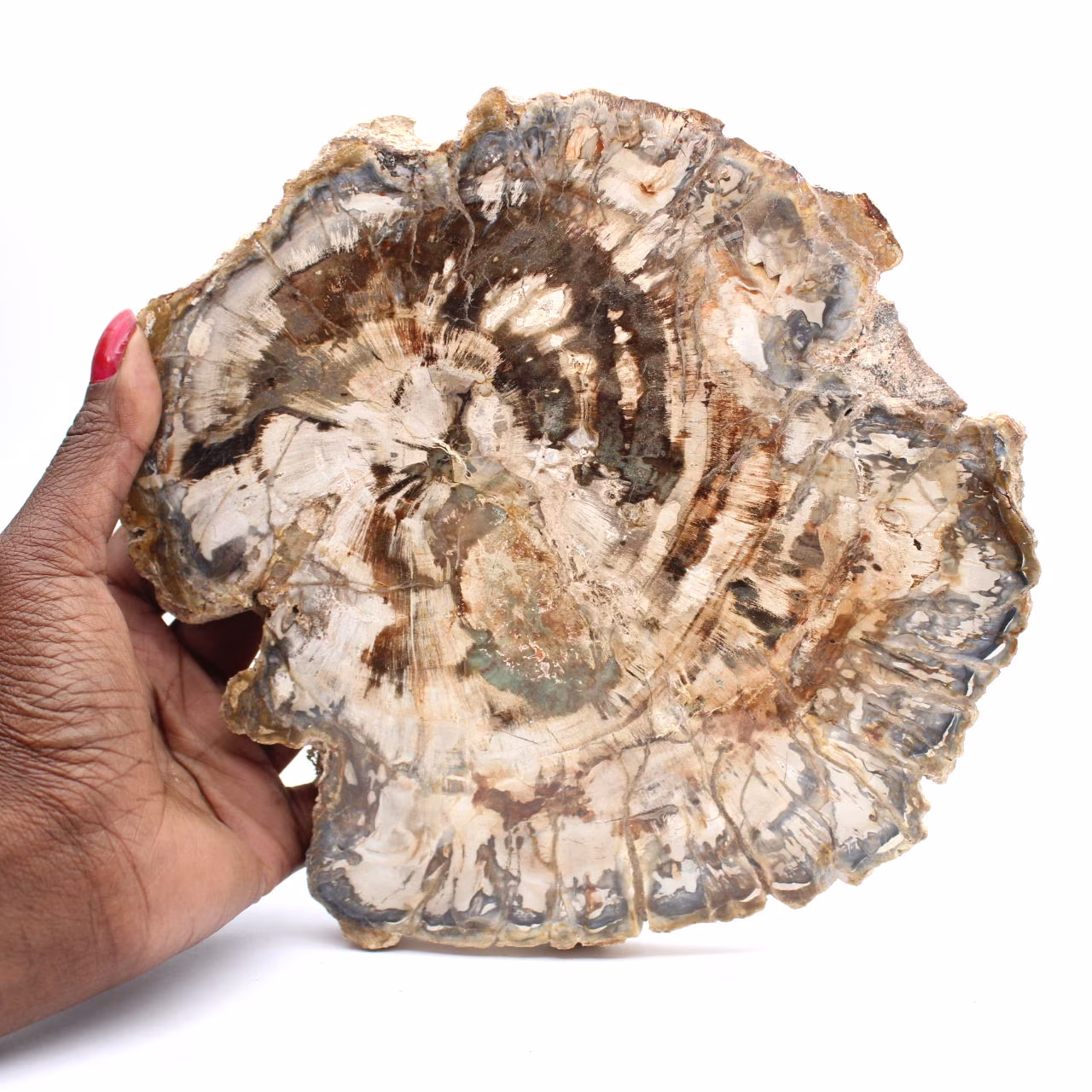 Grande tranche de bois fossilisé poli, ornement unique, Madagascar