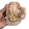Petit spécimen bois pétrifié poli, tranche fossile décorative, Madagascar