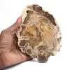 Tranche de bois fossile poli, spécimen décoratif, provenance Madagascar - 0