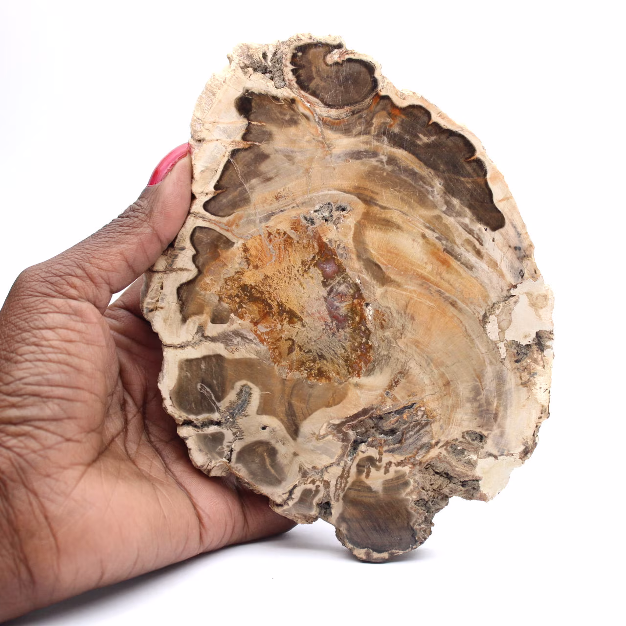 Tranche de bois fossile poli, spécimen décoratif, provenance Madagascar