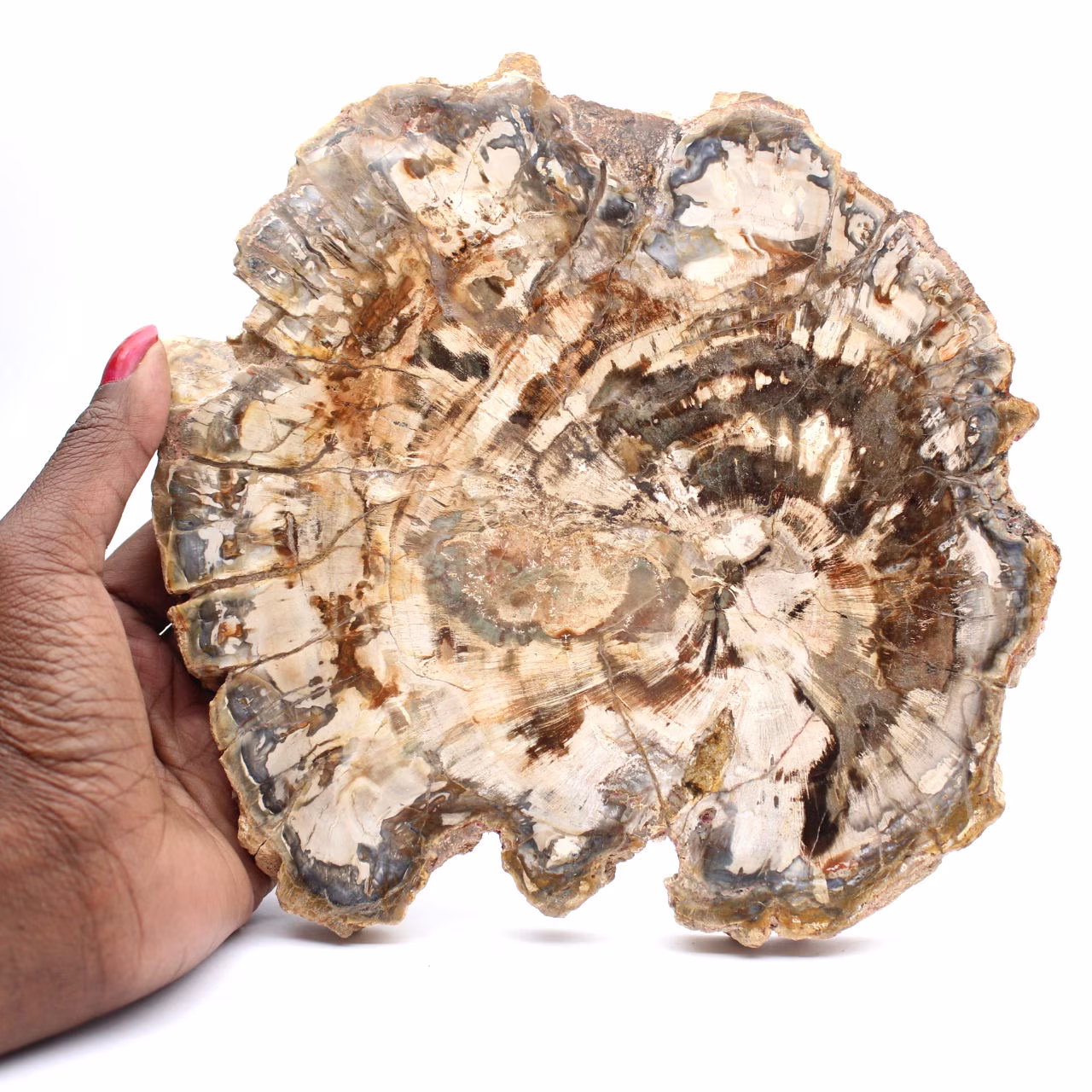 Bois fossilisé (tranche), ornement poli, pièce de collection, Madagascar