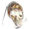 Ammonite de Collection Polie de Madagascar - Authenticité Spécimen de Décoration - 2