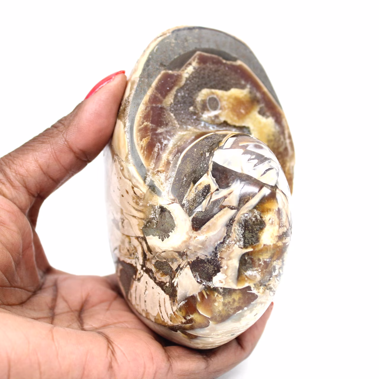 Ammonite de Collection Polie de Madagascar - Authenticité Spécimen de Décoration