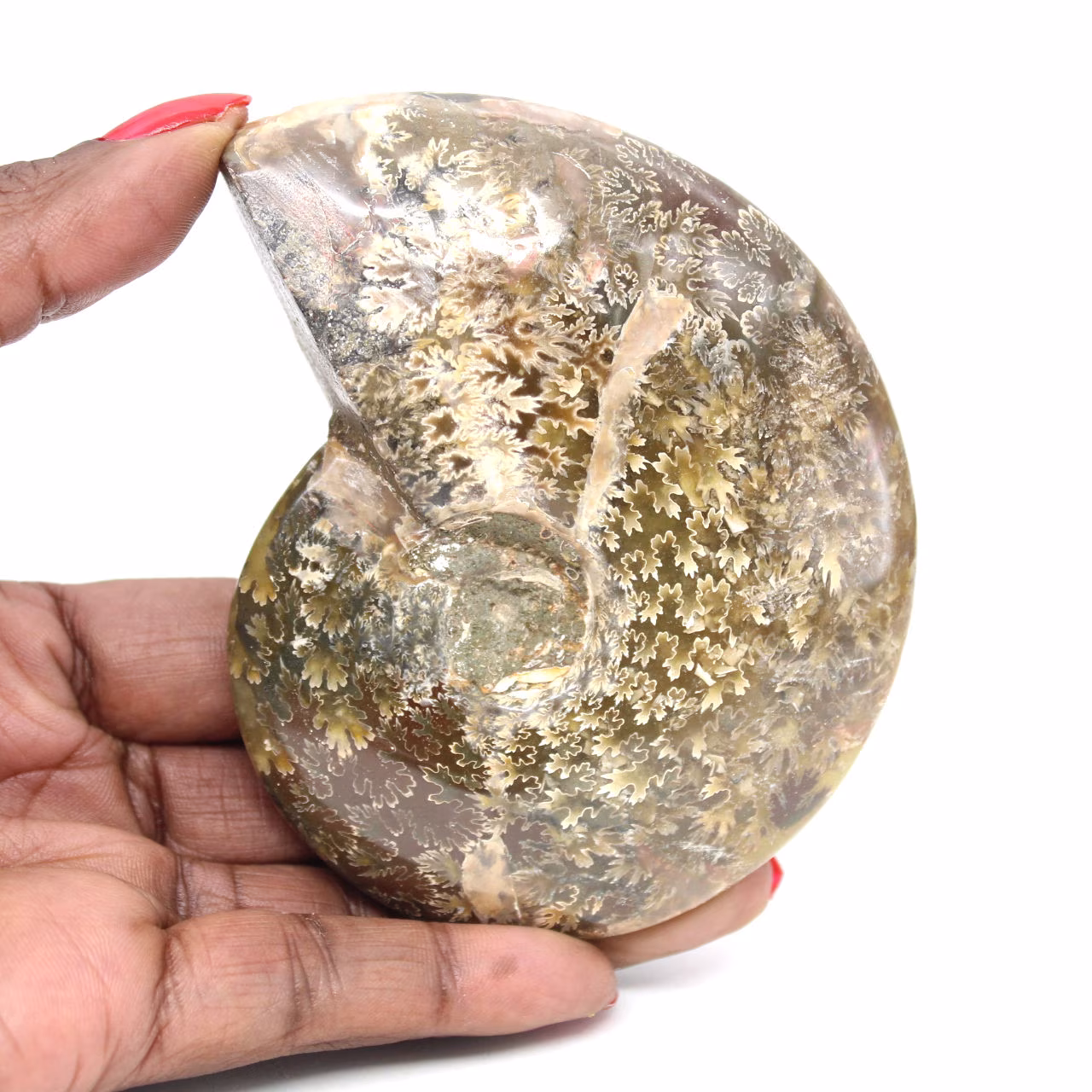 Ammonite Fossile Polie de Madagascar - Spécimen Étroit et Élancé