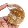 Fossile d'Ammonite Polie - Pierre Naturelle de Madagascar à Collectionner - 0