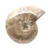Ammonite Fossile Polie - Décoration et Science Paléontologique - 1