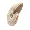 Ammonite Fossile Polie - Décoration et Science Paléontologique - 2