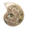 Ammonite Fossile Polie - Décoration et Science Paléontologique - 4