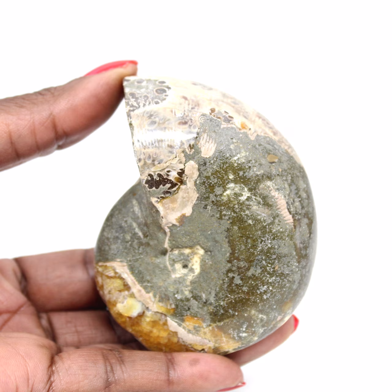 Ammonite Fossile Polie de Qualité - Pièce de Décoration Naturelle