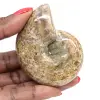 Ammonite Polie de Collection - Trésor Fossile de Madagascar (100g) - 0
