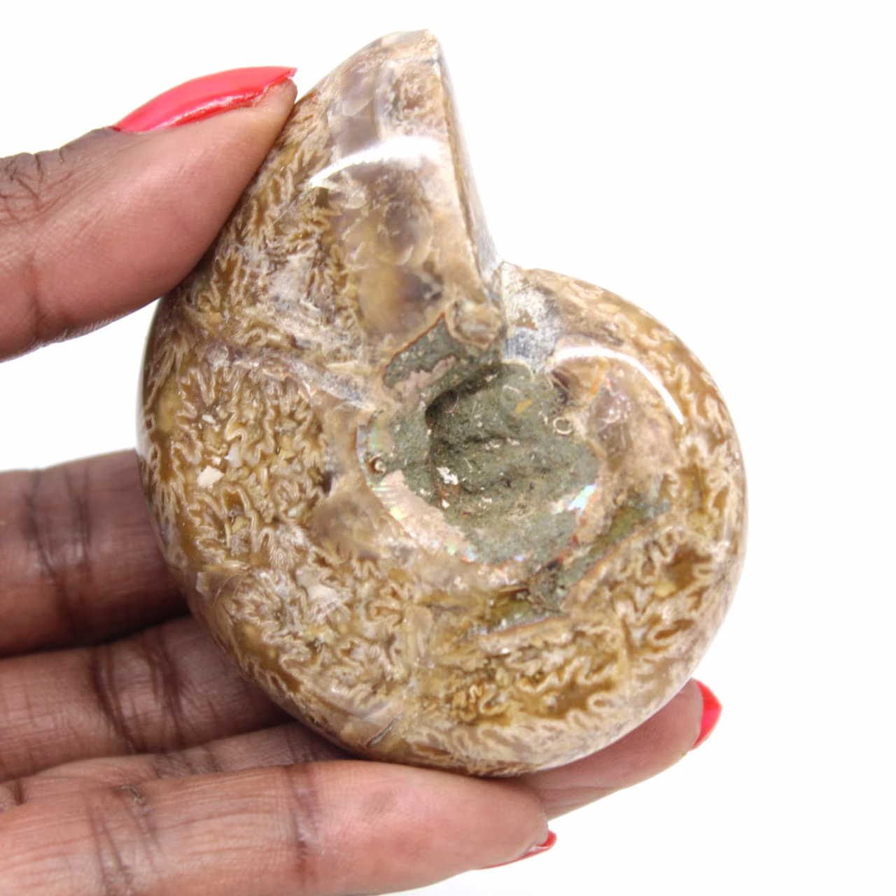 Ammonite Polie de Collection - Trésor Fossile de Madagascar (100g)