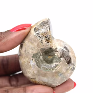 Ammonite Polie - Petit Spécimen de Collection de Madagascar (80g)