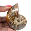 Ammonite Polie - Spécimen de Collection Étroit de Madagascar (120g) - 0