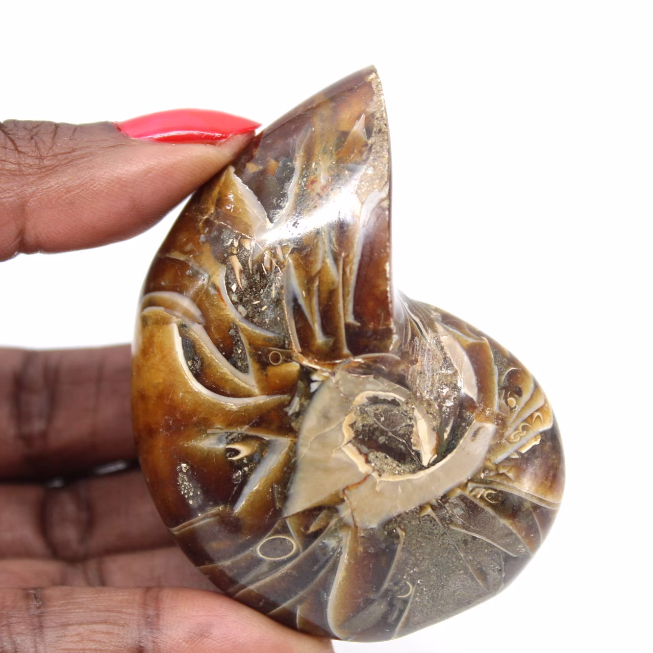 Ammonite Polie - Spécimen de Collection Étroit de Madagascar (120g)