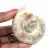 Petit Fossile Ammonite Poli - Pierre Naturelle d'Histoire Géologique