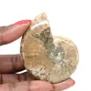 Petit Fossile d'Ammonite Polie - Spécimen Authentique de Madagascar - 0